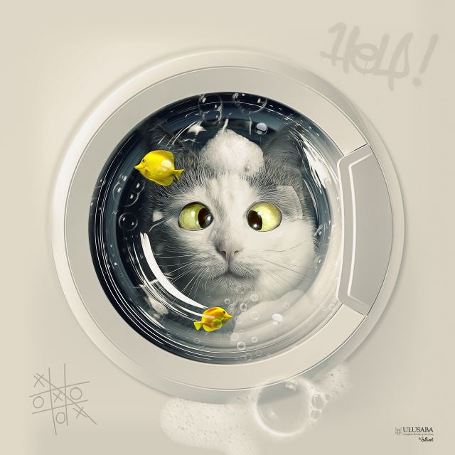 Cat Wash